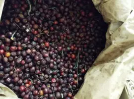 Зображення для оголошення Продам глід заморожений