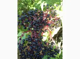 Зображення для оголошення Купим в больших количествах сухую ягоду бузины