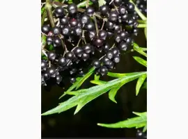 Зображення для оголошення КУПИМ ягоду БУЗИНЫ. СУХУЮ.Работаем с населением и оптовиками