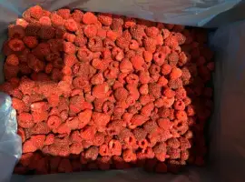 Зображення для оголошення Продам малину оригінал