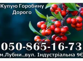 Зображення для оголошення Закуповуємо ягоду горобини!Дорого