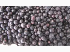 Зображення для оголошення Куплю чорна смородина заморожена