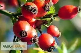 Зображення для оголошення Продам шиповник плоды