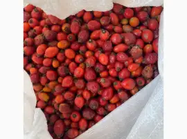 Зображення для оголошення Куплю свіжу шипшину