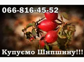 Зображення для оголошення Підприємство закуповує Шипшину оптом!Дорого