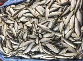 Зображення для оголошення Продам Кильку Балтийская февраль