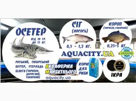 Зображення для оголошення Осетер