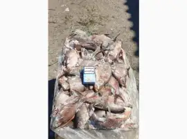 Зображення для оголошення Продам свіжоморожену рибу - густера