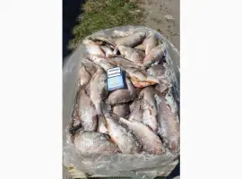 Зображення для оголошення Продам свежемороженую рыбу - тарань