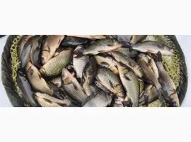 Зображення для оголошення На постоянной основе купим товарную рыбу