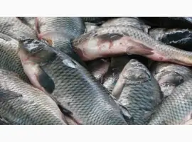 Зображення для оголошення Купим рыбу без посредников