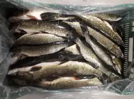 Зображення для оголошення Продам щуку свежемороженную и охлажденную