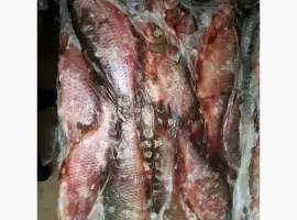 Зображення для оголошення Продам красноперку