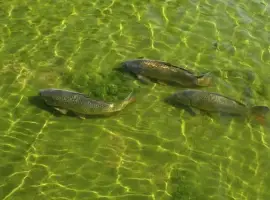 Зображення для оголошення Зарыбление водоемов