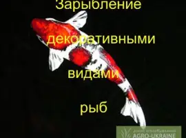 Зображення для оголошення Зарыбление декоративной рыбой