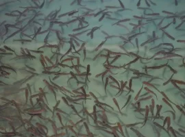 Зображення для оголошення Зарыбление водоемов подрощенной личинкой карпа