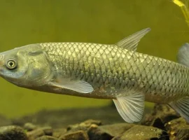 Зображення для оголошення Продам Белого Амура для зарыбления прудов и водоемов