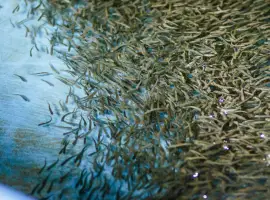 Зображення для оголошення Зариблення водойми личинкою