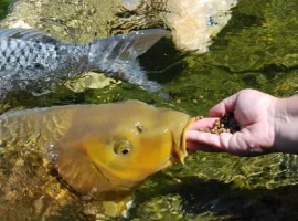 Зображення для оголошення Сезонное осеннее зарыбление водоемов карпом