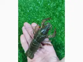 Зображення для оголошення Раки ОПТ