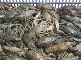 Зображення для оголошення Раки опт и розница