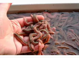 Зображення для оголошення ПОЛІХЕТИ морські культивовані (Nereis virens). Продам
