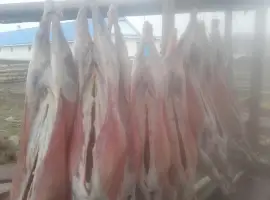 Зображення для оголошення Продам мясо ягнятины и баранины