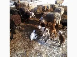 Зображення для оголошення Продам тушки або живих молодих ягнят