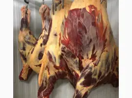 Зображення для оголошення Конина