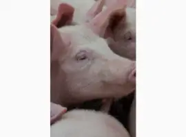Зображення для оголошення Продам свиней