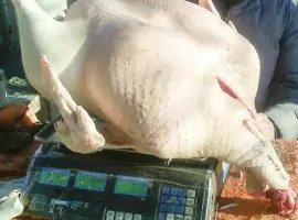 Зображення для оголошення Мясо домашней индейки