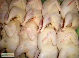 Зображення для оголошення Мясо перепела