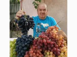 Зображення для оголошення Виноград