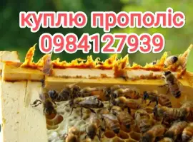 Зображення для оголошення Куплю прополіс