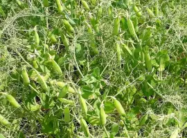 Зображення для оголошення Продам насіння жовтого гороху