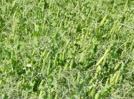 Зображення для оголошення Продам насіння гороху сорту Грегор 1-Р