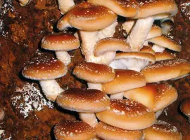 Зображення для оголошення Мицелий шиитаке