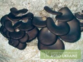 Зображення для оголошення Вешенка штамм китайский черный