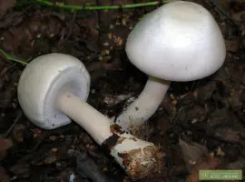 Зображення для оголошення Шампиньон кривой