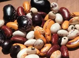 Зображення для оголошення Насіння квасолі