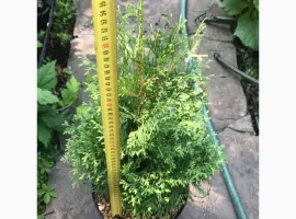 Зображення для оголошення Туя западная Колумна(Thuja occidentalis ‘Columna) – 0