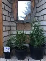 Зображення для оголошення Туя смарагд(Smaragd)