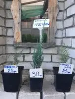 Зображення для оголошення Туя смарагд.ялівець Blue Chip. Blue Arrow.Limeglow. Gold Cone.Hibernica