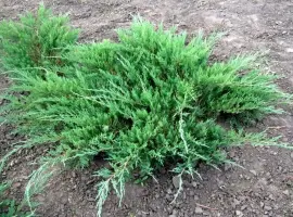 Зображення для оголошення Можевельники разной величины