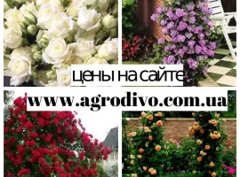 Зображення для оголошення Продажа саженцы роз на ВЕСНУ 2026 в питомнике "АГРОДИВО"