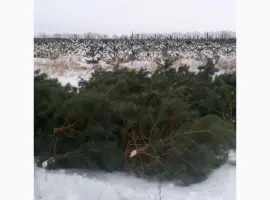 Зображення для оголошення Продам новорічні сосни.Живые пушистые новогодние сосны