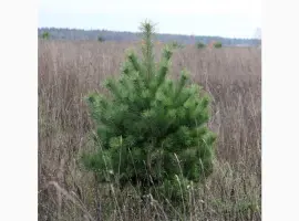 Зображення для оголошення Сосна новогодняя Ялинка новорічна Новогодние сосны Елки Сосна живая Сосна Оптом