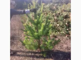 Зображення для оголошення Новогодние сосны елки ялинки новорічні від виробника сосна ялинка оптом от производителя