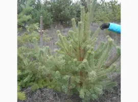 Зображення для оголошення ЦЕНА РЕАЛЬНАЯ!!!Від Фермера Сосна новогодняя Ялинка новорічна Новогодние сосны Елки
