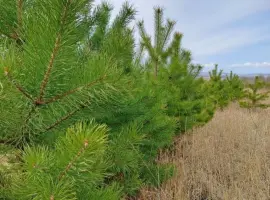 Зображення для оголошення Продам сосну новорічну оптом новогодние сосны ёлки сосна ялинка оптом